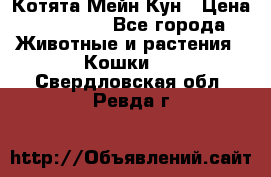 Котята Мейн Кун › Цена ­ 15 000 - Все города Животные и растения » Кошки   . Свердловская обл.,Ревда г.